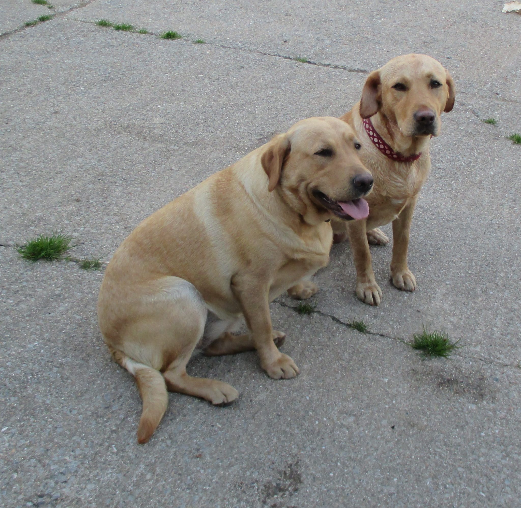 Home Page Risdon Farm Dogs